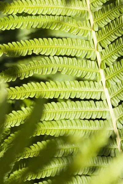 Hoja Verde Helecho Bosque Primer Plano Naturaleza —  Fotos de Stock