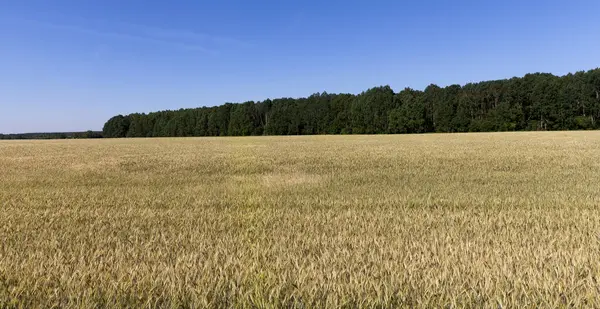 Změna Barvy Žluté Hřeby Pšenice Zemědělském Poli Letní Krajina — Stock fotografie