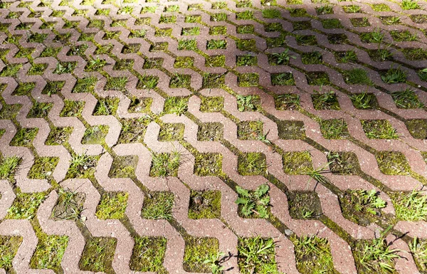 Telhas Concreto Ambientalmente Seguras Parque Para Pessoas Ambulantes Grama Plantas — Fotografia de Stock