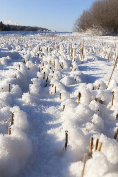 Śnieg Leżący Terenie Pola Rolniczego Zimie Zdjęcie Słoneczną Mroźną Pogodę — Zdjęcie stockowe