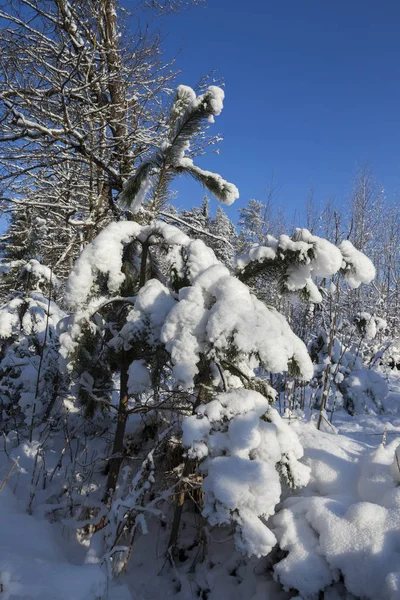 Молодые Сосны Покрытые Снегом Фотография Сделана Зимний Сезон После Большого — стоковое фото
