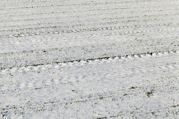 Καλυμμένη Χιόνι Όργωσε Στην Οποία Καλλιεργούνται Νέοι Βλαστοί Πράσινου Σιταριού — Φωτογραφία Αρχείου