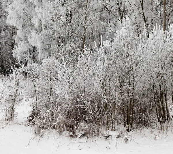 Árboles Caducifolios Desnudos Fotografiados Temporada Invierno Después Las Nevadas Heladas —  Fotos de Stock