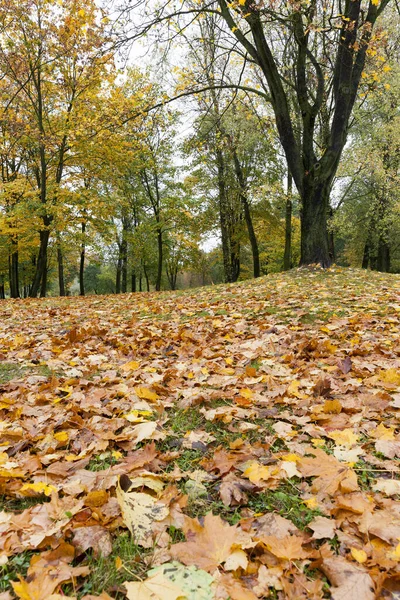 Пожелтевшие Листья Кленовых Деревьях Осенью Леса Покрыта Облачной Погоды Расположение — стоковое фото
