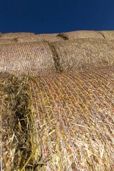 Staplar Gyllene Färsk Halm Staplade Lagring För Konservering Närbild Jordbruksverksamhet — Stockfoto
