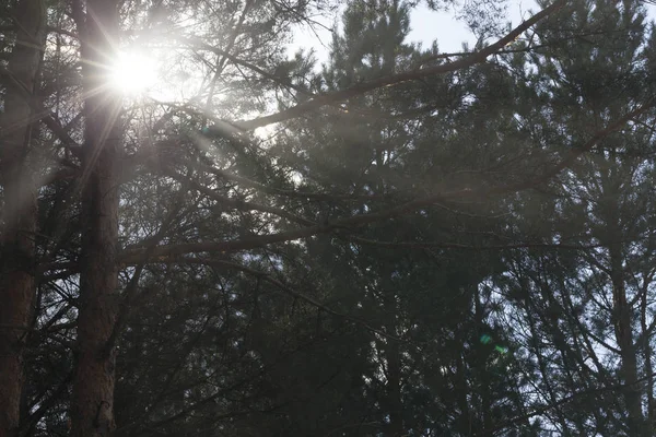 Solen Skiner Genom Trädens Grenar Stoftet Från Vinden Steg Upp — Stockfoto