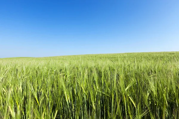 未熟な緑の小麦の耳を近くで撮影しました — ストック写真