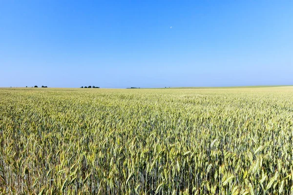 Groeiend Landbouwgebied Onrijpe Groene Roggeoren Fotolandschap Met Een Kleine Velddiepte — Stockfoto