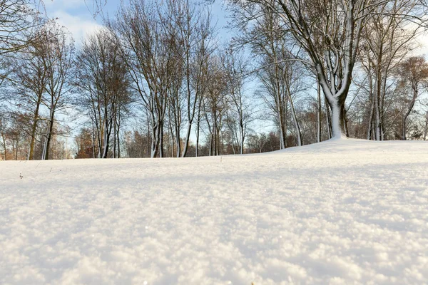 Árvores Sem Folhas Que Crescem Uma Colina Nas Florestas Inverno — Fotografia de Stock