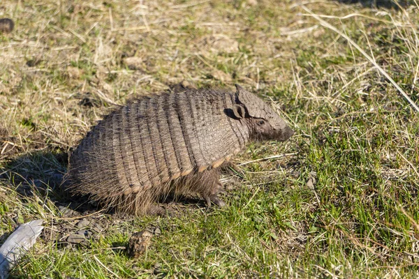 Vue Rapprochée Armadillo Nain Dans Parc National Des Torres Del — Photo