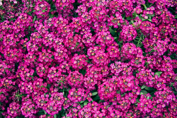 Hermosas Flores Cátaro Rosa Púrpura Textura Fondo —  Fotos de Stock