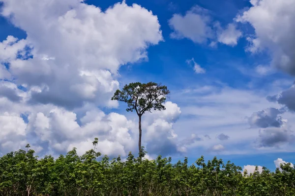 tree area with one tall tree and clouds on sky