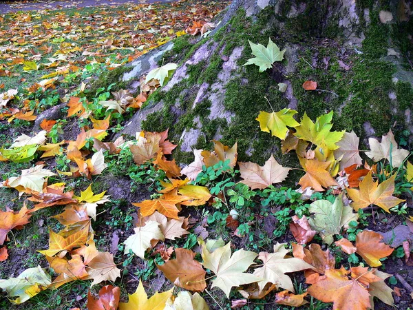 秋の紅葉や紅葉 — ストック写真