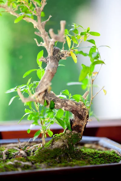 Bonsai Növekvő Növény — Stock Fotó
