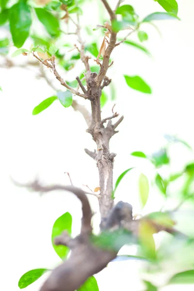 Δέντρο Bonsai Καλλιεργούμενο Φυτό — Φωτογραφία Αρχείου