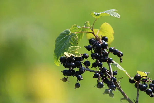 Blackcurrant Bush Branch Blackcurrant Bush Blackcurrant Garden Summer Berries Latvia — Stock Photo, Image