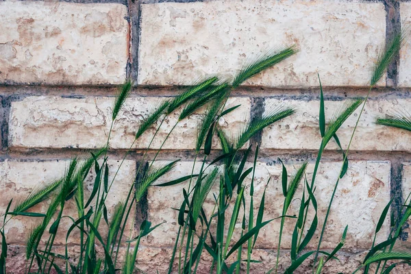 Heimisches Wiesengrassamen Vor Mauer — Stockfoto