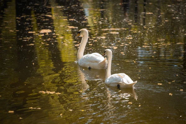 Swan Love Two Swans Background Water — Stock Photo, Image