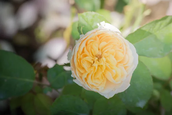 Rosor Trädgården Rosor Vackra Med Vacker Solig Dag — Stockfoto