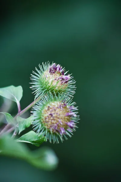 Close Van Een Cactus Tuin — Stockfoto