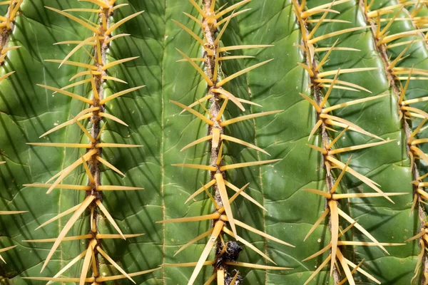 Kaktus Solsken Den Spanska Fuerteventura — Stockfoto