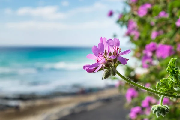 Flor Sol Ilha Espanhola Fuerteventura — Fotografia de Stock