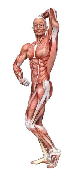 Anatomical Color Illustration Concept — Stock Photo, Image