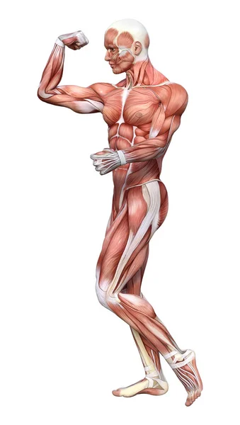 Anatomisch Kleurenillustratie Concept — Stockfoto