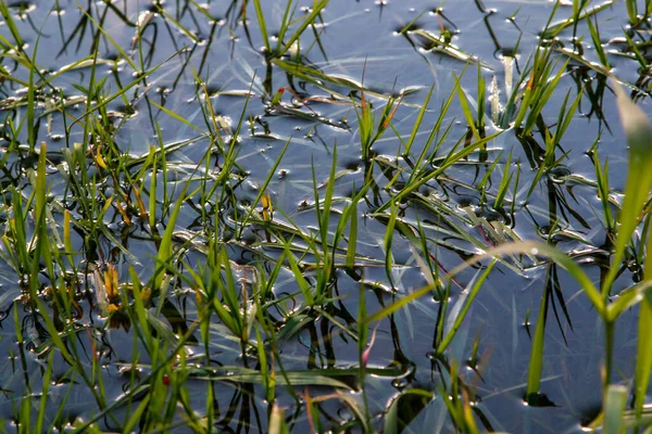 Dichtbij Uitzicht Gras Het Water Rivier Met Groen Gras Letland — Stockfoto