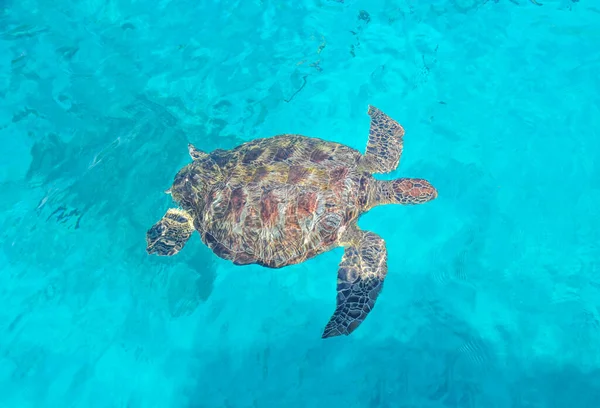 Grüne Meeresschildkröte Blauen Meerwasser Tropische Schildkröte Schwimmt Unter Wasser — Stockfoto