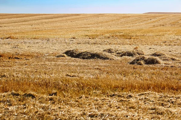 Strohhaufen Auf Einem Feld Unmittelbar Nach Der Ernte — Stockfoto