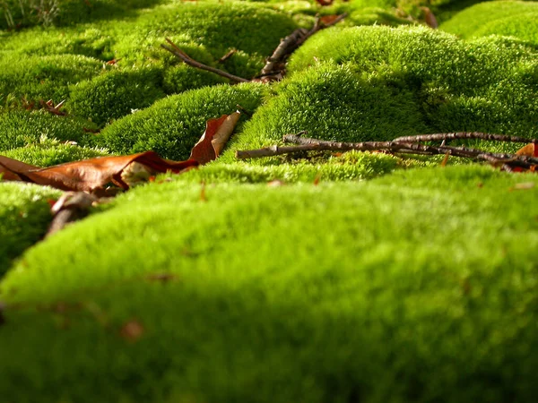 Primo Piano Muschio Una Foresta Grande Nell Estate — Foto Stock