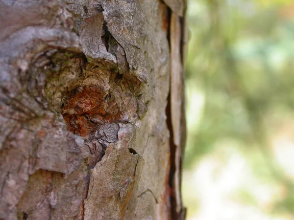Крупним Планом Кори Соснового Дерева Великому Лісі Влітку — стокове фото