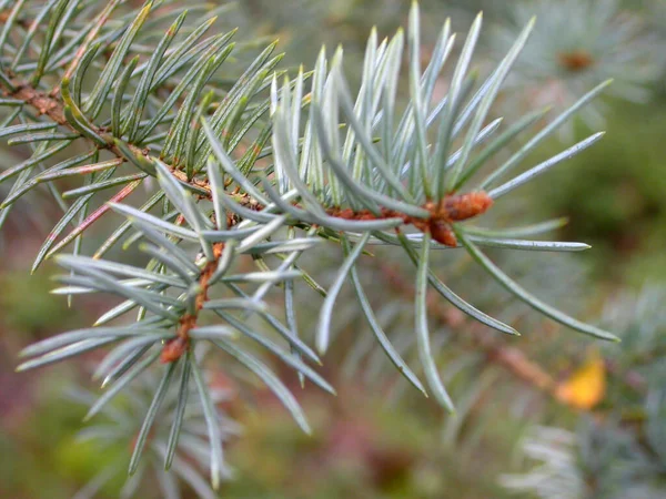 Close Van Een Zilveren Dennenboom Naalden — Stockfoto