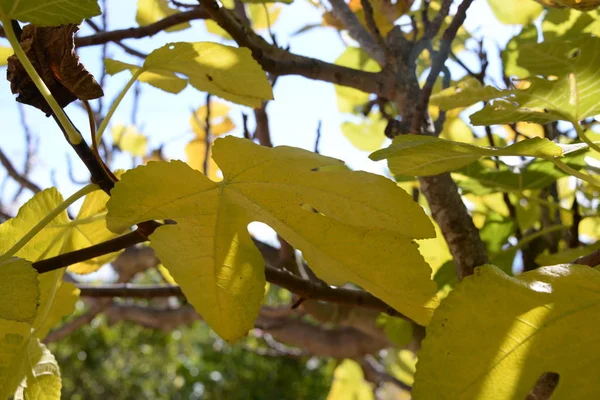 Jesienny Liść Figowca Drzewie Figowym Costa Blanca Hiszpania — Zdjęcie stockowe