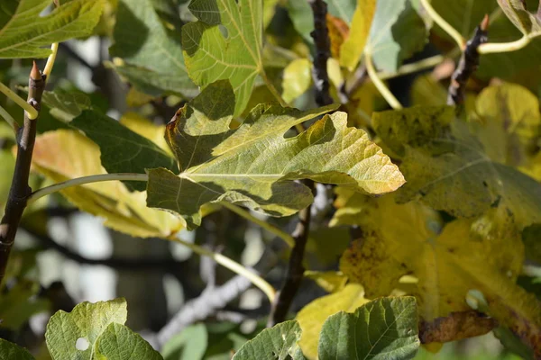 Autumnal fig leaf at the fig tree, Costa Blanca, Spain