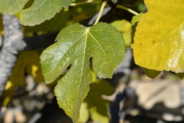 Autumnal fig leaf at the fig tree, Costa Blanca, Spain