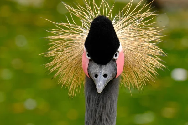 Vista Panorámica Las Hermosas Aves Grulla Coronadas — Foto de Stock