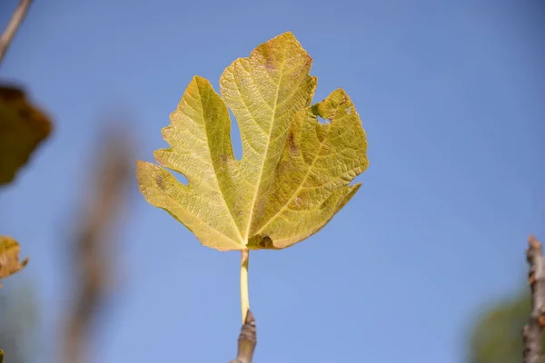 Autumnal fig leaf at the fig tree, Costa Blanca, Spain