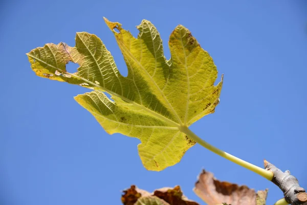 Autumnal fig leaf at the fig tree, Costa Blanca, Spain