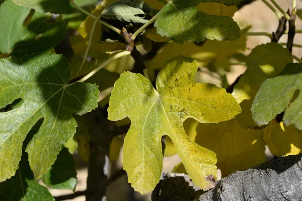 Autumnal fig leaf at the fig tree, Costa Blanca, Spain