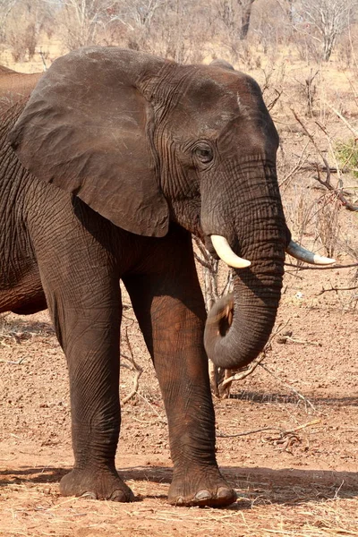 Éléphants Afrique Dans Savane — Photo