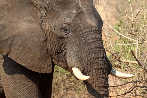 Αφρικανικοί Ελέφαντες Στη Σαβάνα — Φωτογραφία Αρχείου