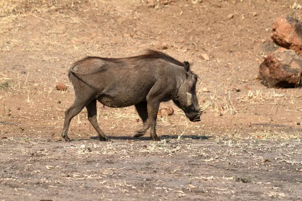 Wilde Wrattenzwijn Afrika — Stockfoto