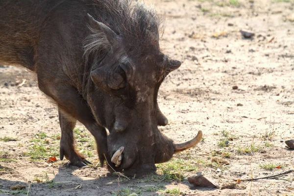아프리카의 혹멧돼지 — 스톡 사진