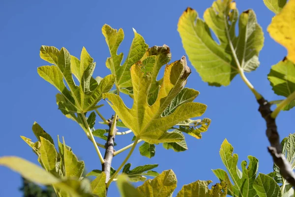 Autumnal fig leaf at the fig tree, Costa Blanca, Spain