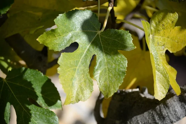 Autumnal fig leaf at the fig tree, Costa Blanca, Spain