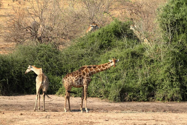 Giraffen Der Savanne Afrikas — Stockfoto