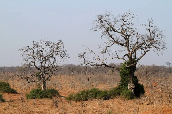 Savane Afrique Australe — Photo
