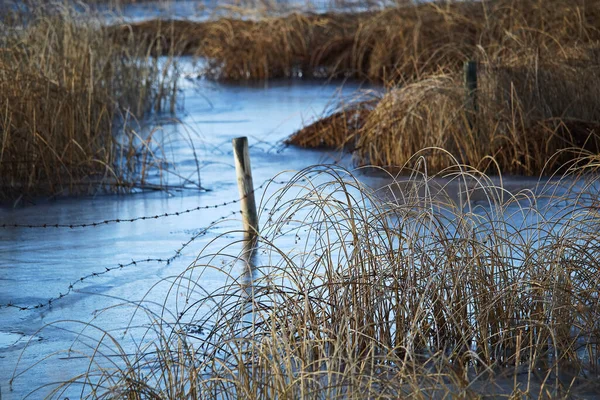 Barbed Wire Fence Running Wetland Marsh — Stock Photo, Image